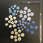 押し花  特別オーダー品 NO.366