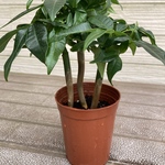 実生パキラ　開運☆観葉植物