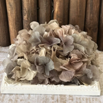 かなりの珍色バイカラーアジサイ小分け❣️アンティークMIX❣️ハンドメイド花材プリザーブドフラワー