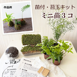 さあ、苔玉を作ってみませんか？【苔玉キット　おまかせアソート3種苗付（ミニ苗３つ）】