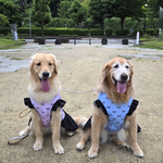 大型犬ワンピース   完成品　濡らしてひんやりクール