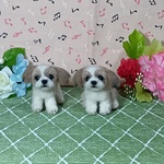 coume様専用ページ
