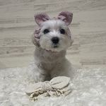 犬の　うさみみシュシュ🩷🤍🐰ぴんくとしろ