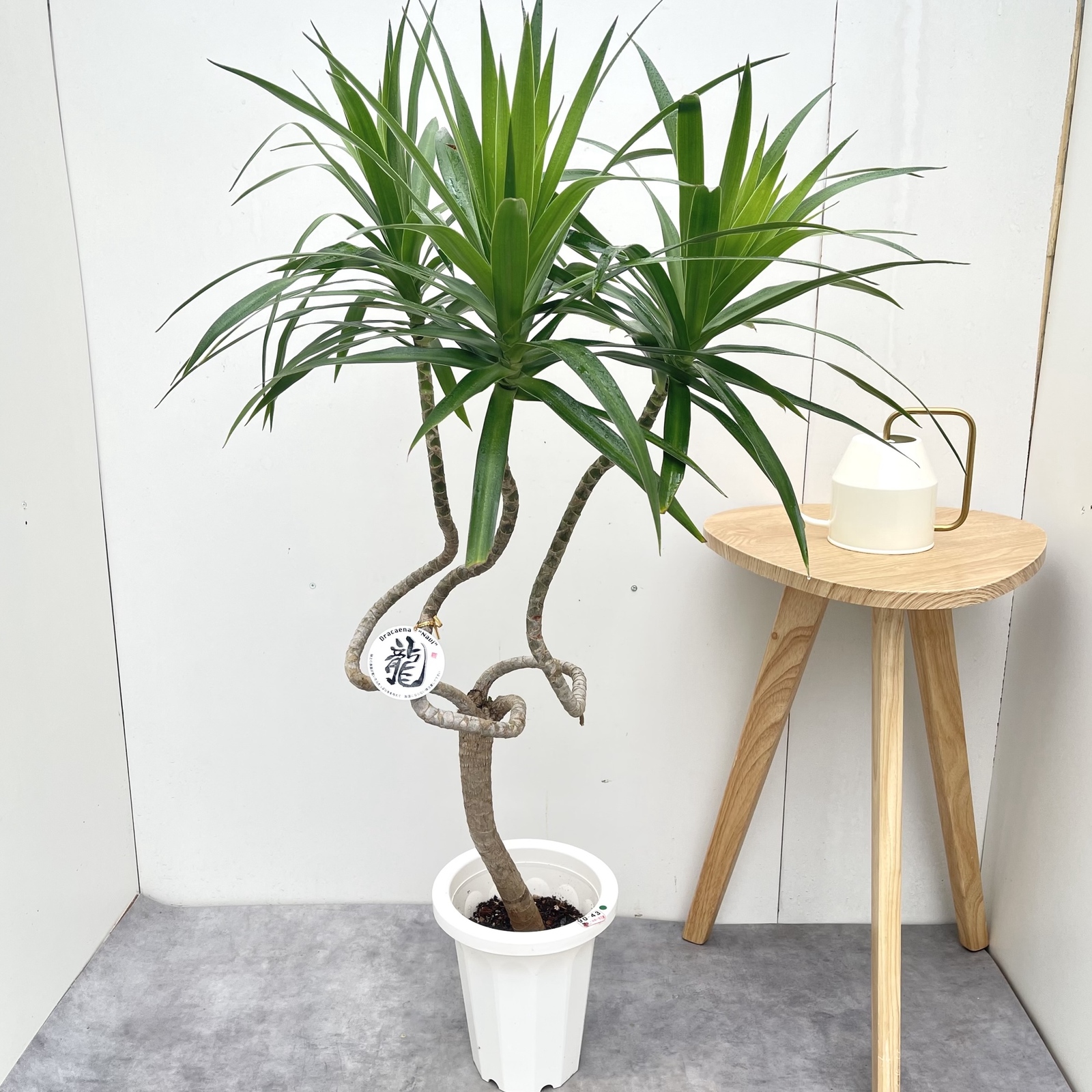 ドラセナ　ナビー　龍　1【現品】☆希少☆ 観葉植物　室内　7号 10,508円