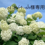 🌼「パリの風を感じて」シリーズ　ボートネックワンピース　ヘブンリーブルー　ふちあり　🌼「天使と野薔薇シリーズ」ピンク地上下セット