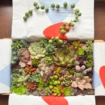 元気な苗。詰め詰め　多肉植物　カット苗　セット　色どりいろいろ　詰め合わせ　お育てしてみてください多肉セダムボックス