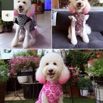 大型犬　タンクトップ　おパンツカット