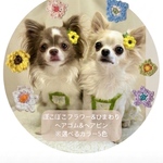 ぽこぽこフラワー&ひまわり⁂｜ヘアゴム・ヘアピン（わんちゃん用）⁂｜犬用ヘアアクセサリー　犬用飾り　犬お出掛け　犬おしゃれ　お花アクセサリー　パステルカラー　犬ひまわりヘアピン　犬可愛い　犬用つけ襟　