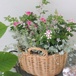 日々草“夏花火”と斑入りリーフの籠寄せ植え