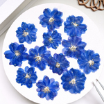 【押し花素材】八重咲きデルフィニウム　ブルー　　pressed flowers