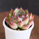 ＊ファイヤーピラー Echeveria 抜き苗 多肉植物＊