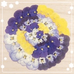 【押し花 素材】色鮮やかなビオラセット5