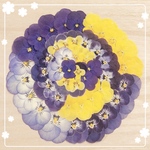 【押し花 素材】色鮮やかなビオラセット14