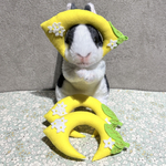 レモンの被り物🍋