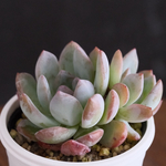＊スターマーク Echeveria  多肉植物＊