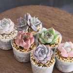 No. 6 多肉植物　ポリポットそのまま発送　Echeveriaセット 
