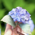 くすみパープルの紫陽花 布花コサージュ　2026