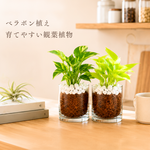 【大人気セット】ポトス2種セット　ゴールデン　ライム　ベラボン植え　ラウンドグラス　観葉植物　インテリア