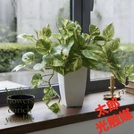 光触媒　人工観葉植物　ウォールグリーン　フェイクグリーン　マーブルポトス3247
