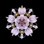 【完成品】天の川2025 ～織姫～
