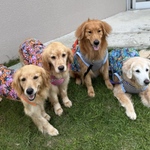 大型犬　タンクトップ　ワンピース