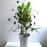 ●数量限定●　希少　グリーンベル　大きめ　大株　”飛び葉　クルトン（２株立ち）　鉢/受皿セット”　観葉植物　おしゃれ　インテリアグリーン　シンボルツリー　おしゃれ　人気　ギフト　