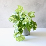 ポトス 斑入り フェイクグリーン コンクリート鉢 観葉植物 卓上 玄関 リビング 寝室 オフィス 水やり不要 お手入れ不要