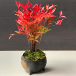 秋から冬の紅葉、春から秋のライトグリーンの葉色お楽しみください【南天のミニ盆栽（炭化焼締丸鉢）