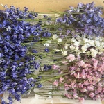 ラークスパー　千鳥草ドライフラワー☆ドライフラワー花材☆ハンドメイド花材
