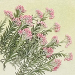 押し花素材(ライスフラワー)