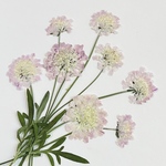 押し花素材(ライスフラワー)
