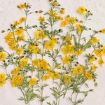 再販押し花素材🍀リトルチュチュ
