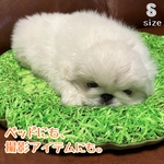 芝生柄のフラットペットクッションS size(子犬・子猫・小動物)/ペットベッド/撮影アイテム