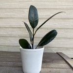 フィカス　開運☆観葉植物