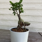 センカクガジュマル　接ぎ木　開運☆観葉植物