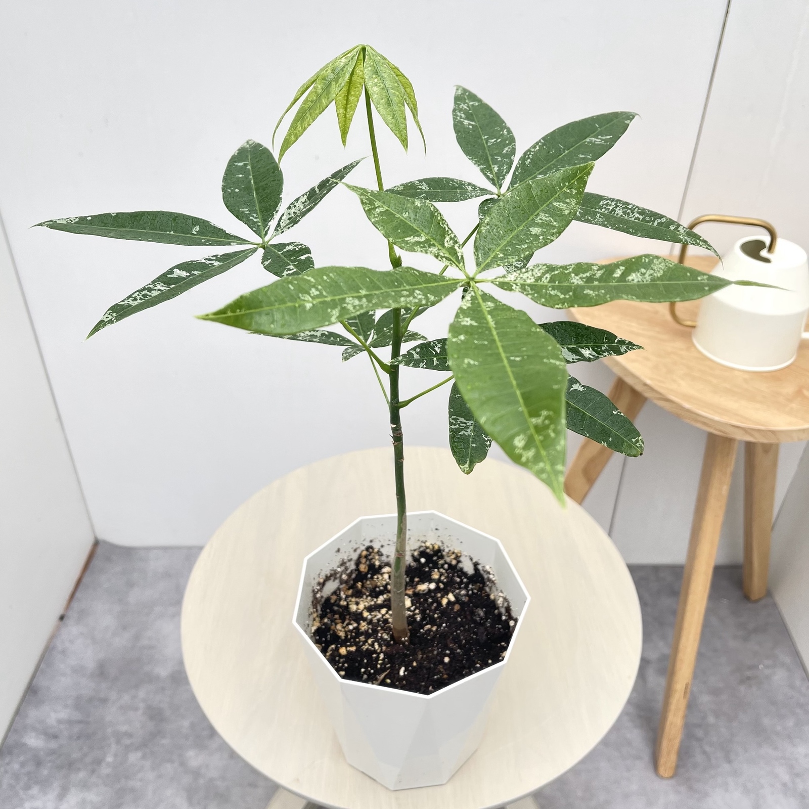 パキラ　斑入り　ミルキーウェイ　実生　11【現品】観葉植物　室内　5号