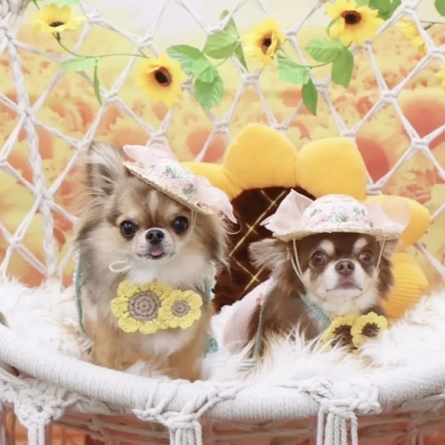 犬 ひまわり ベージュ クリップ ♡ 猫 ペット 花 お花 夏 花冠 ピン