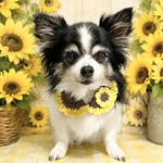 犬ひまわりスタイ♡猫ヒマワリスタイペットスタイ首輪ネックレス
