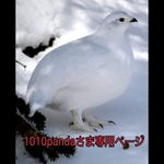 ♡1010pandaさまご予約分♡