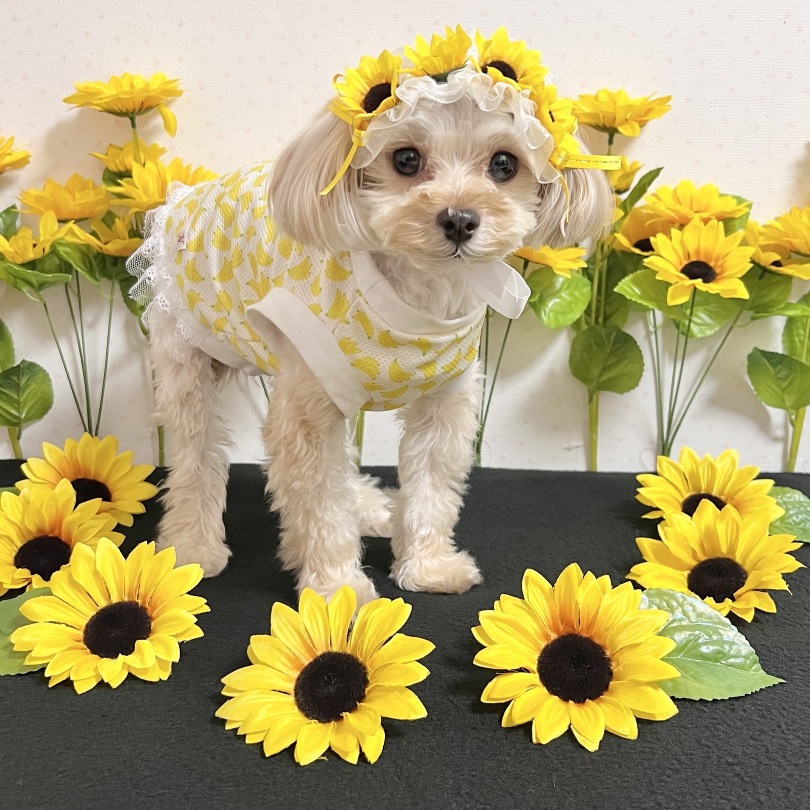 犬用】犬チョーカー 犬ヘッドドレス 犬リボン 犬ひまわり 犬向日葵