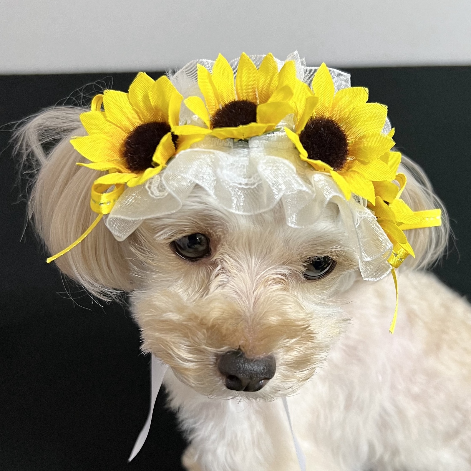 犬用】犬チョーカー 犬ヘッドドレス 犬リボン 犬ひまわり 犬向日葵