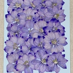 NO.798N お買い得✨ラベンダープラスの千鳥草／押し花素材