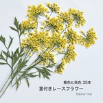 🟡 黄色染め 茎付きレースフラワー 35 ＊ 押し花
