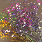 蕾付き枝♡かすみ草ドライフラワー