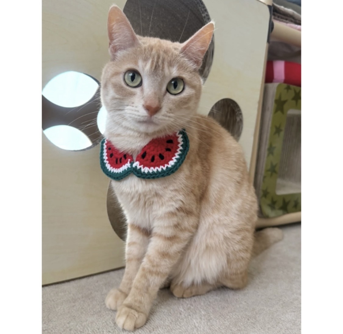 犬 スイカ スタイ 赤 ♡ 猫 スタイ ペット 首輪 スイカ帽子 ネックレス