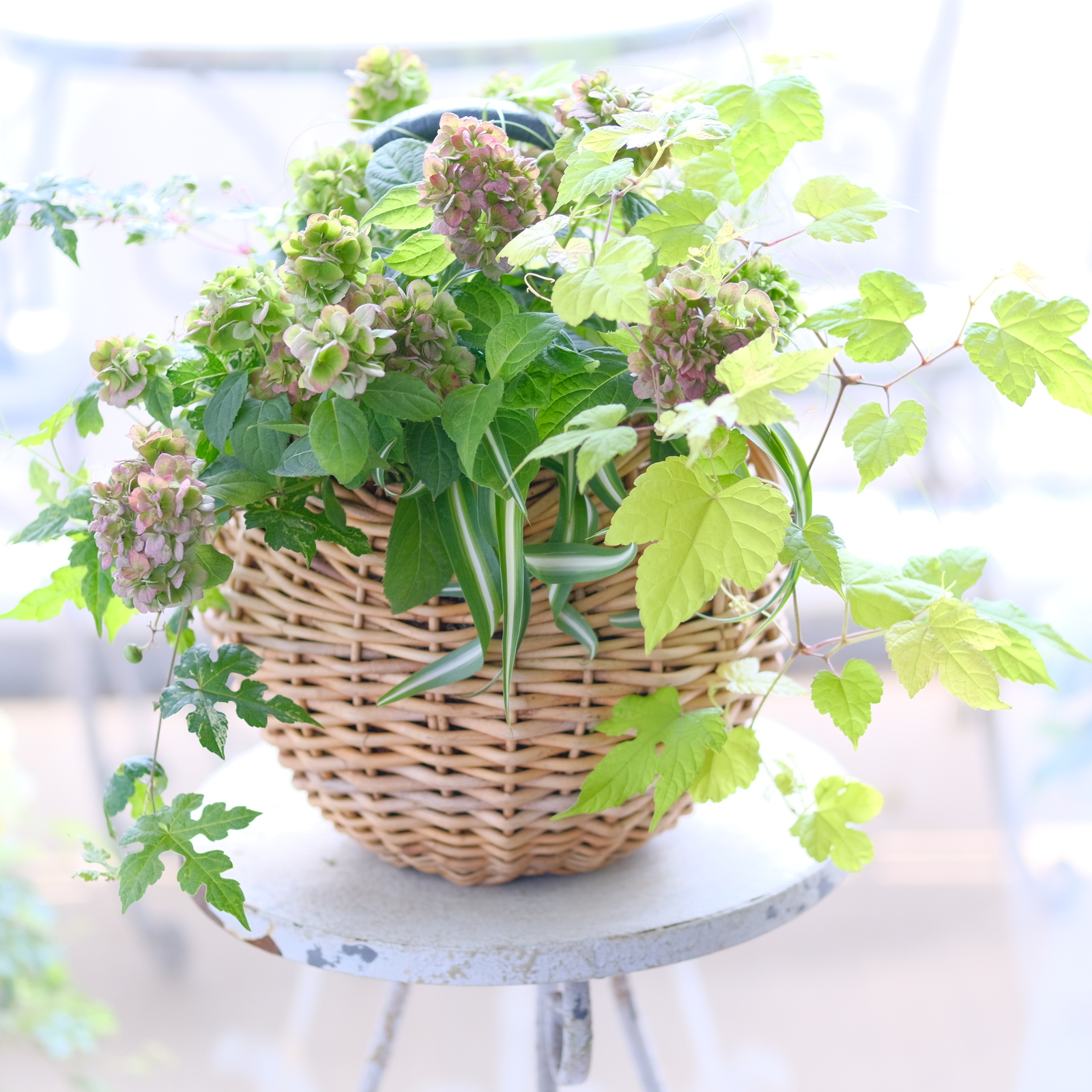 トロピカルな夏のお花とカラーリーフの寄せ植え - Atelier Lotus