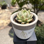 多肉植物　雙花（ソウカ）
