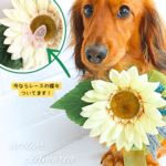 ひまわりチョーカー(クリーム色)🌻大きなヒマワリ🌻頭につけるとまるで帽子 トリミングチョーカー 犬 猫 犬 うさぎ ワンコ ネコ 
