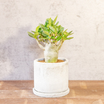 【愛らしい塊根植物】アデニウム・ドワーフタイプ。丸みを帯びたぽってりボディ。樹形にこだわった一株ごとの厳選仕入れ。手づくりモルタル鉢／虫発生抑制