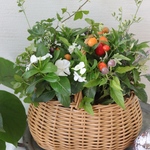 【SUMMER SALE】日々草サマーミント＆トウガラシの籠寄せ植え
